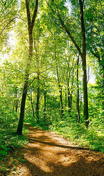 Wald kaufen für die Urwälder von morgen