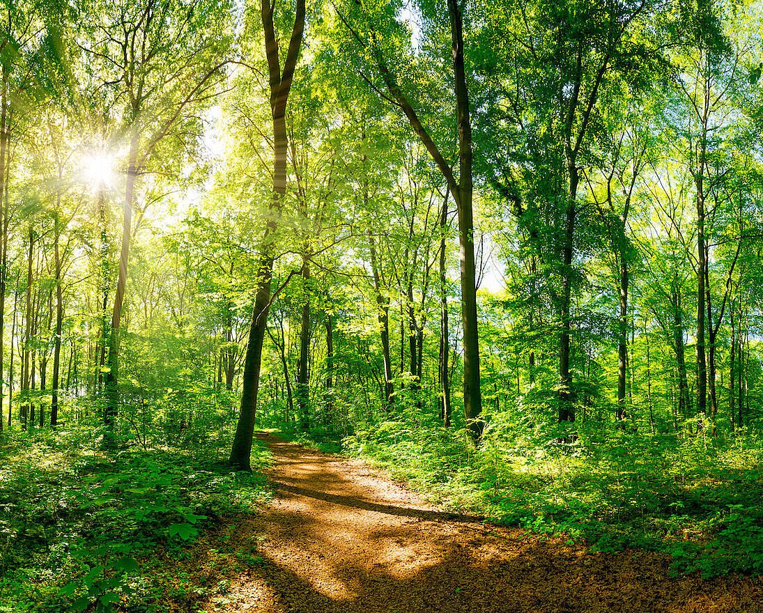 Wald kaufen für die Urwälder von morgen