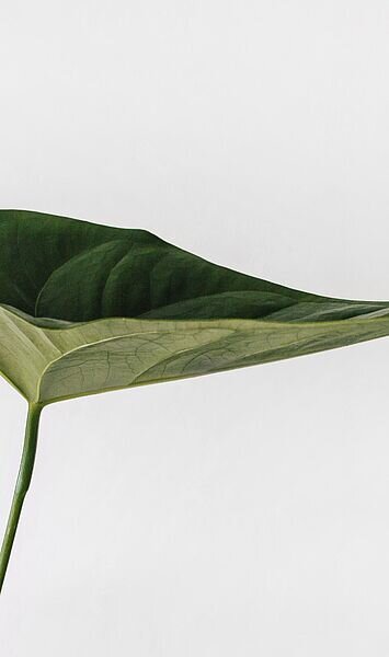 Zeedin: Platz 1 in der neuen CAPITAL Studie